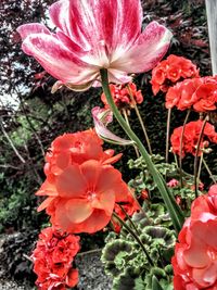 Close-up of pink flowers