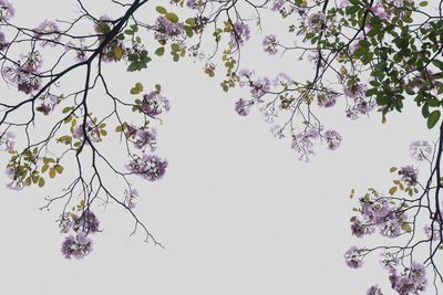 Low angle view of cherry blossoms against sky