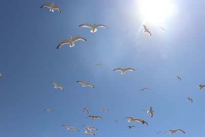 Low angle view of seagulls flying