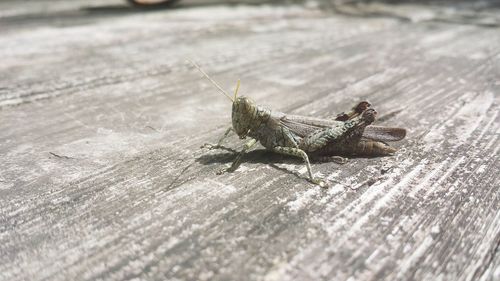 Close-up of insect on wood