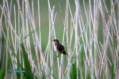 Red warbler singing in the reeds. nature park vestamager, copenhagen.