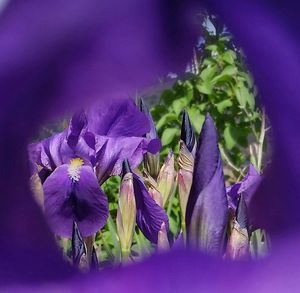 Close-up of purple flowers