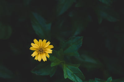 Close-up of yellow flowering plant