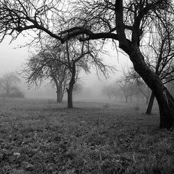 Bare trees on field in foggy weather