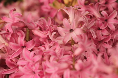 Hyacinths are floral plants with spherical bulbs