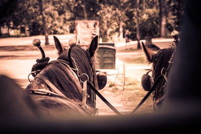 Close-up of snow on tree
