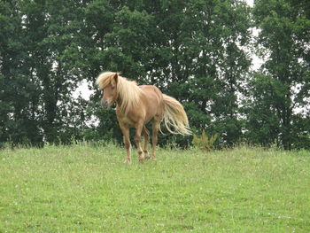 Horse on field