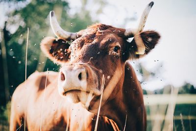 Close-up portrait of an animal