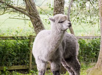 View of an animal on field