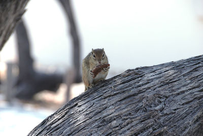 Close-up of squirrel on tree trunk against sky