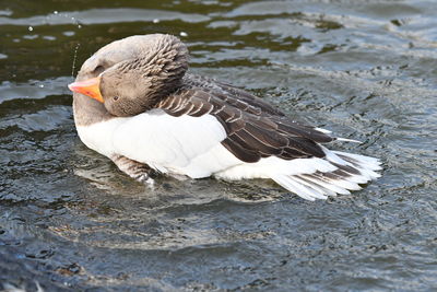 Close-up of duck swimming in lake