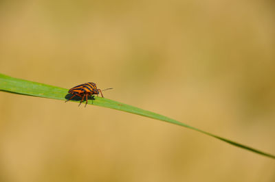 Close-up of insect on plant