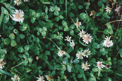 High angle view of flowering plants