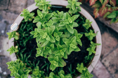 High angle view of potted mint