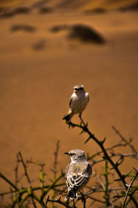 Close-up of birds perching on plant