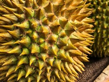 Close-up of cactus