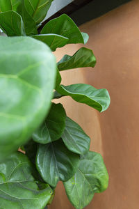 Close-up of fresh green leaves on plant against wall