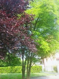 Trees growing in park