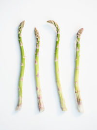 Green asparagus on white background