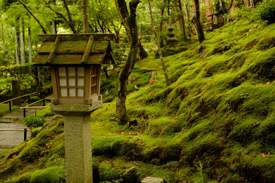 Stone lantern by moss covered rocks at japanese garden