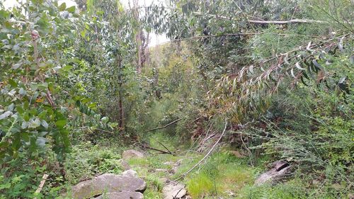 Plants and trees in forest