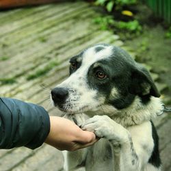 Midsection of person with dog