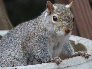 Close-up portrait of squirrel