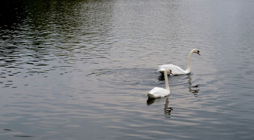 Swans swimming in lake