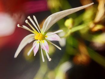 Close-up of yellow flower blooming outdoors