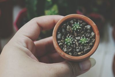 Close-up of hand holding plant