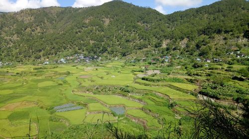 Scenic view of agricultural landscape