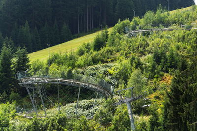 High angle view of trees in forest