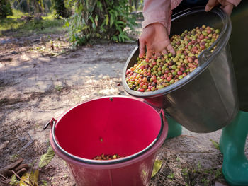 Hand holding coffee beans. high angle view of hand holding strawberries in basket