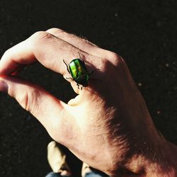 Close-up of hand holding insect