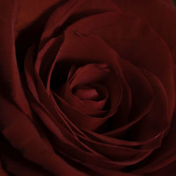 Close-up of red rose