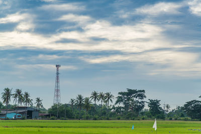 Plants growing on field against sky