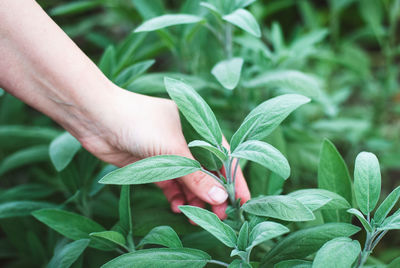 Close-up of hand holding plant