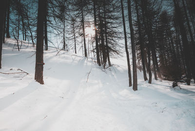 Trees on snow covered landscape