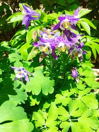 Close-up of purple flowers blooming outdoors