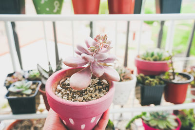 Close-up of potted plant