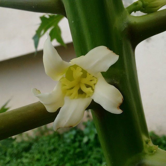 flower, freshness, petal, close-up, white color, growth, green color, flower head, yellow, focus on foreground, plant, fragility, beauty in nature, nature, leaf, single flower, selective focus, day, no people, outdoors