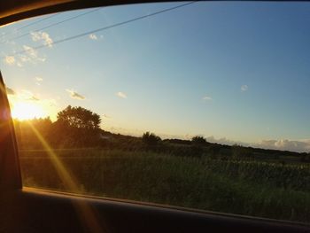 Sun shining through trees on field