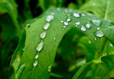 Close-up of raindrops on leaves