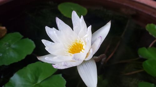 Close-up of white lotus water lily