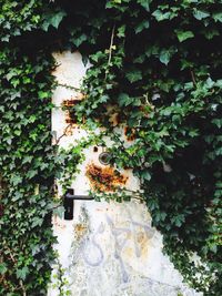 Plants growing on tree