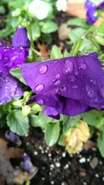 Close-up of water drops on flower