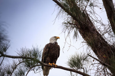 Low angle view of eagle perching on tree against sky