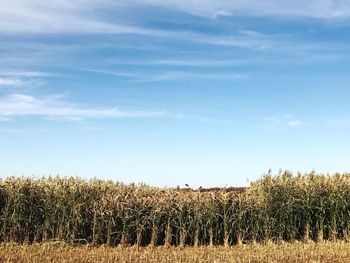 Crops growing on field against sky