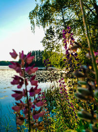 Close-up of purple flowering plants against sky