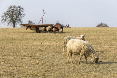 View of horse on field against sky